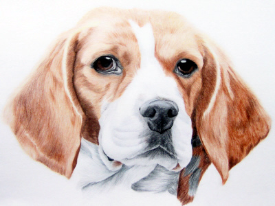 Pet Portraits by Laura Young